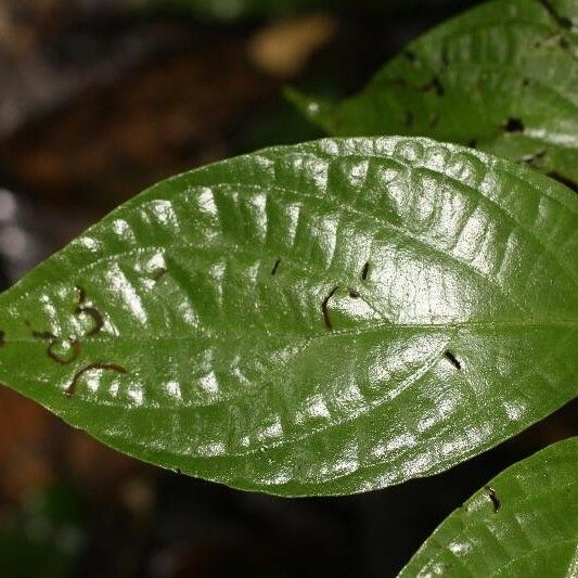 Piper hispidum Leaf