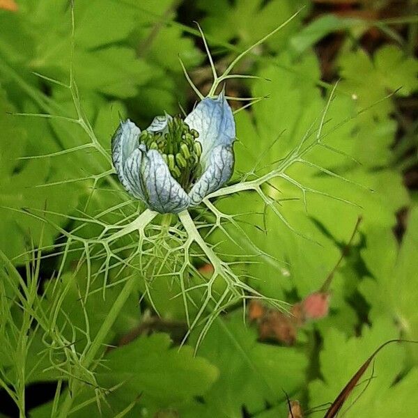 Nigella sativa ফুল