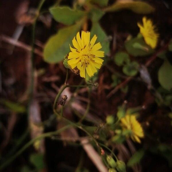 Youngia japonica Flower