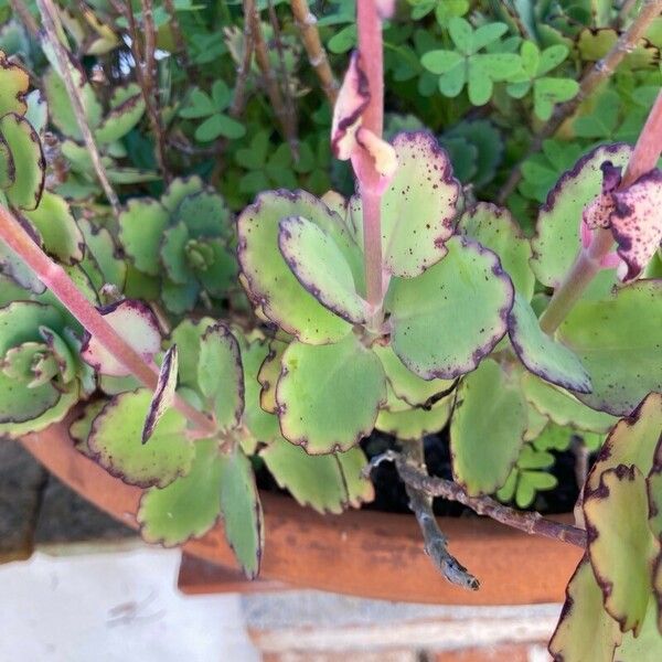 Kalanchoe fedtschenkoi Листок