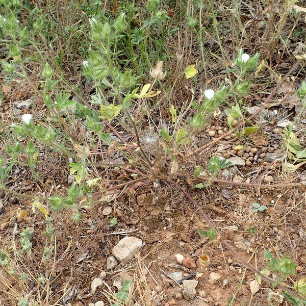 Malva setigera Habit