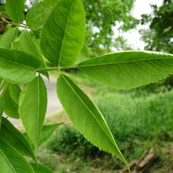 Sambucus nigra Lapas