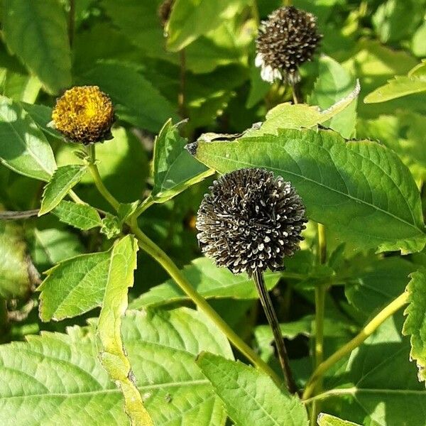 Heliopsis helianthoides Frucht