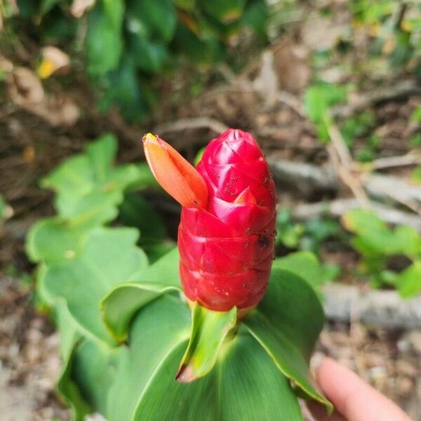 Costus spicatus Floare