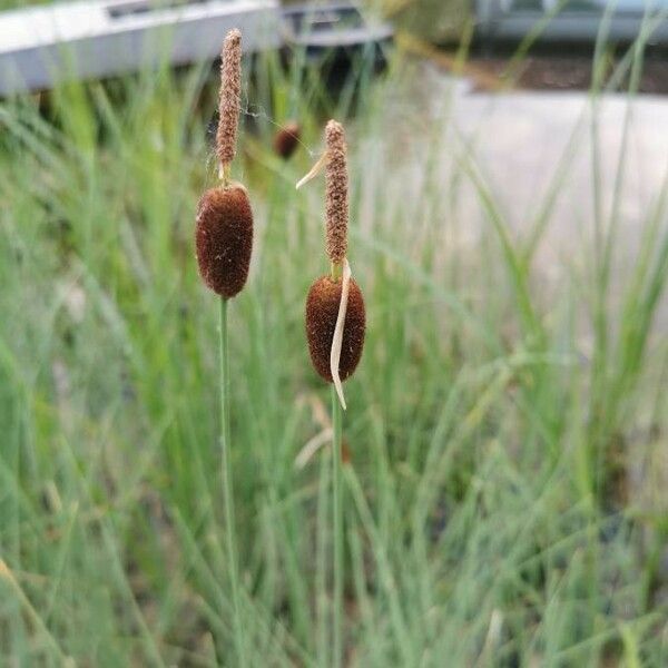 Typha minima Flower