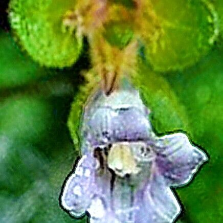 Strobilanthes reptans Blüte