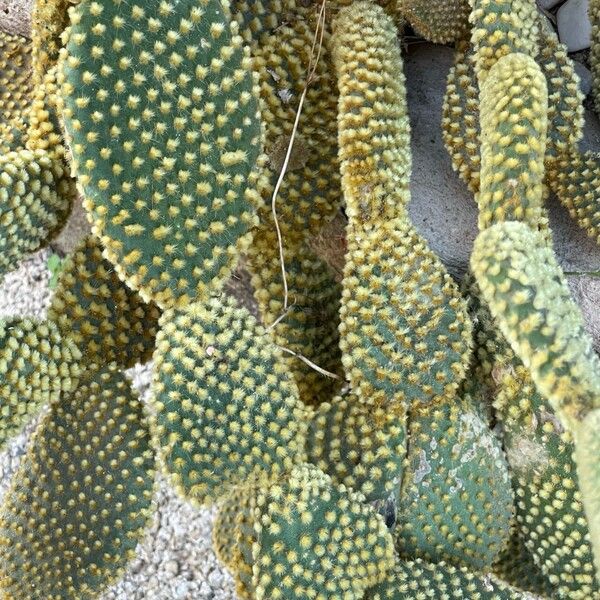 Opuntia microdasys Leaf