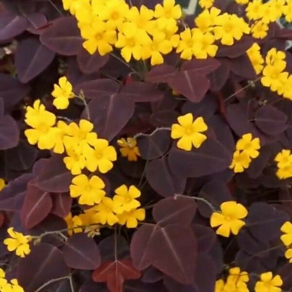 Oxalis hedysarifolia Leaf