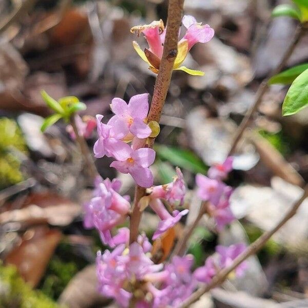 Daphne mezereum Cvet