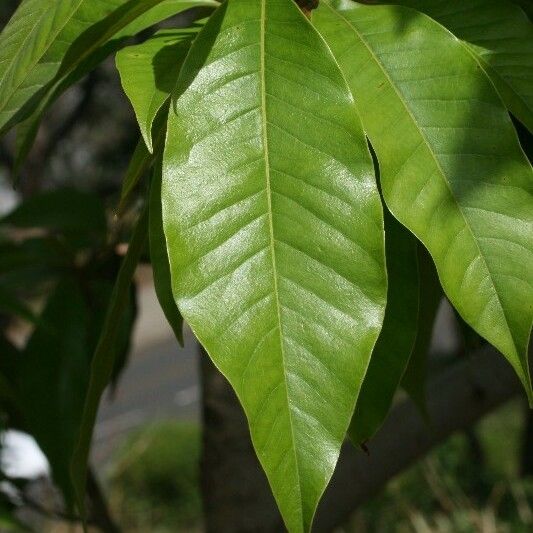 Michelia champaca Leaf