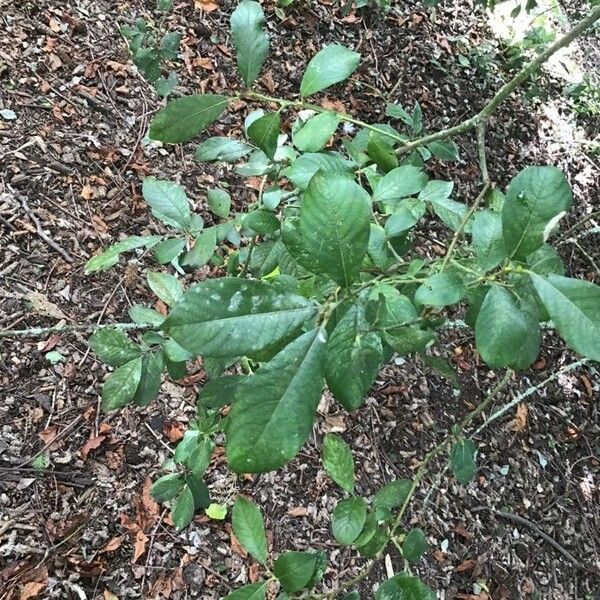 Salix atrocinerea Leaf