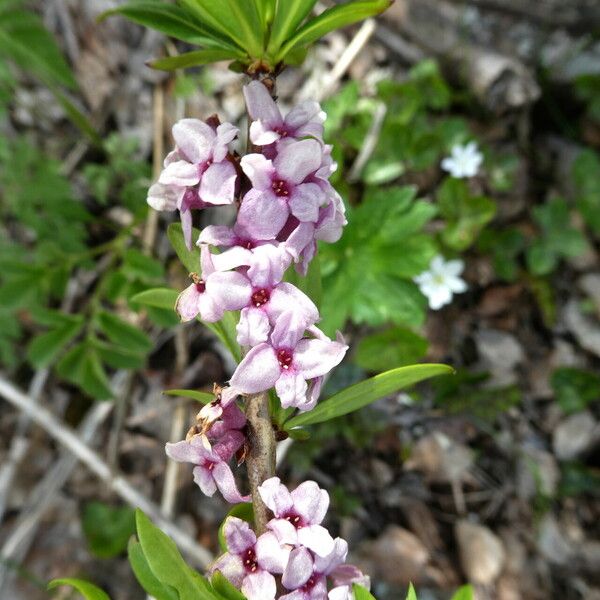 Daphne mezereum Rinde