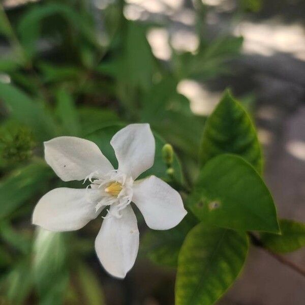 Wrightia antidysenterica Цветок