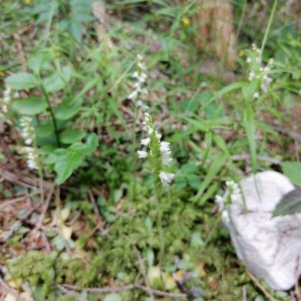 Goodyera repens Flower