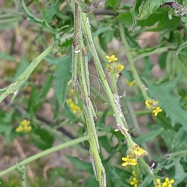 Sisymbrium officinale Frukto