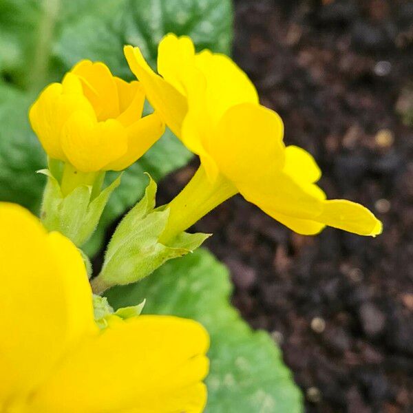 Primula × polyantha Fiore