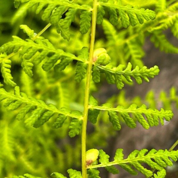 Cystopteris bulbifera Foglia