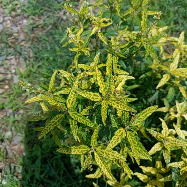 Croton bonplandianus Lapas