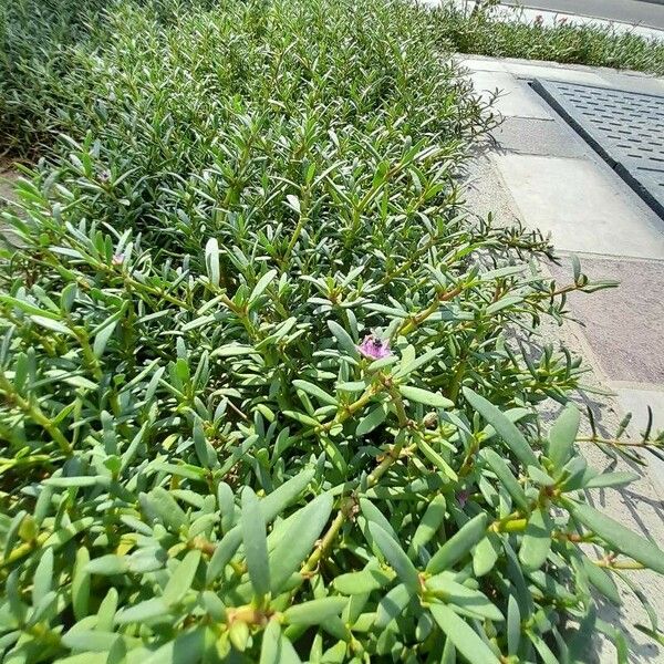 Sesuvium portulacastrum Habit