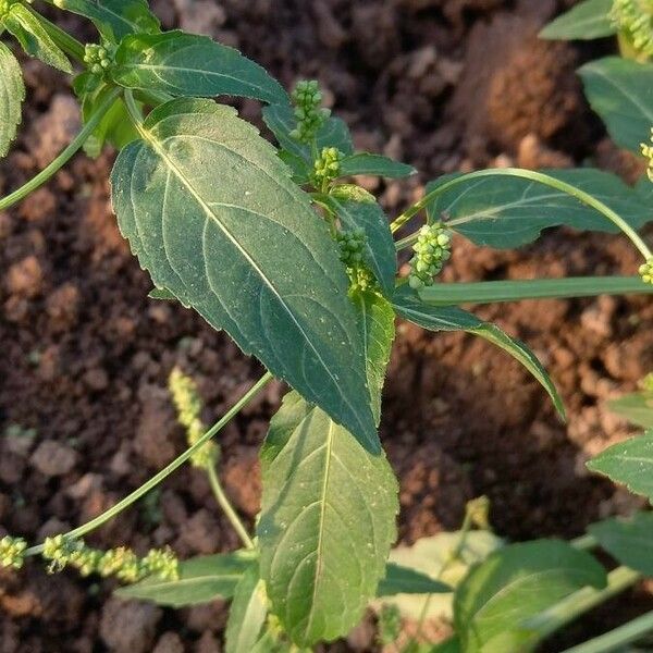 Mercurialis annua Лист