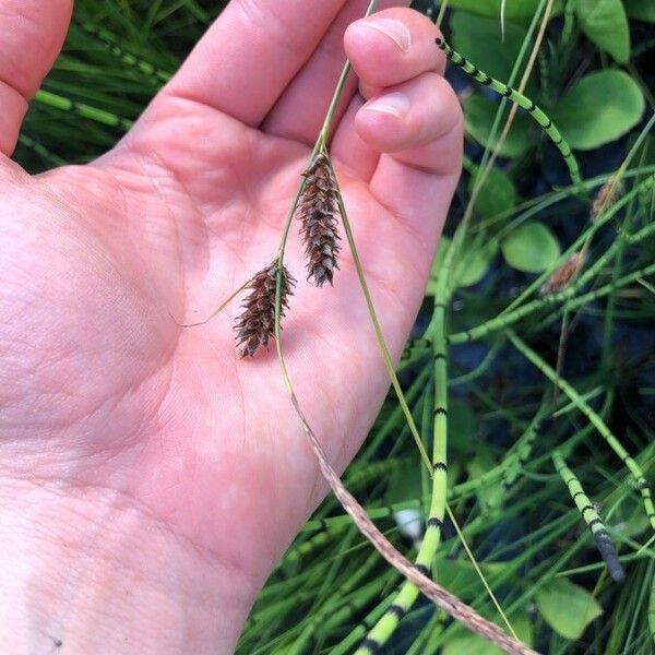 Carex lasiocarpa Flower