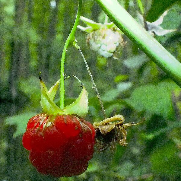 Rubus idaeus Frutto