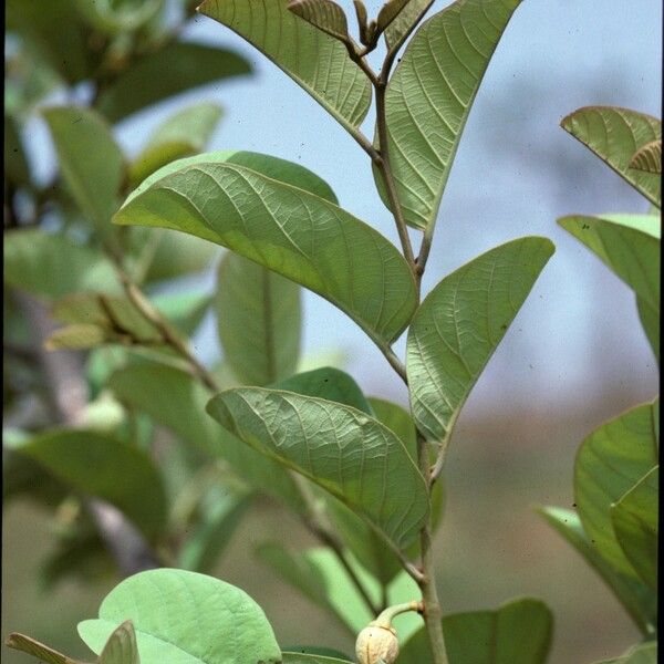 Annona senegalensis Fleur