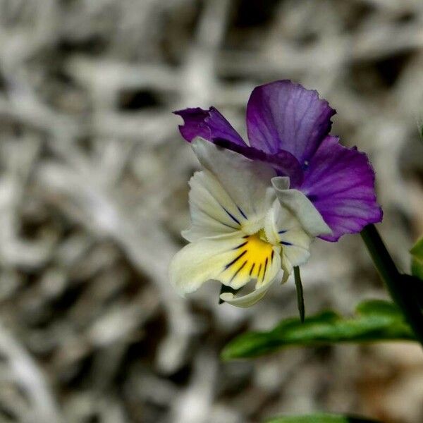 Viola tricolor Blüte