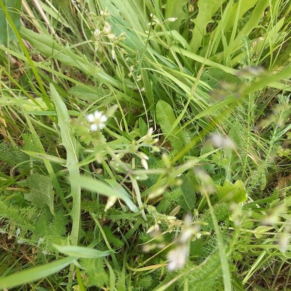 Cerastium brachypetalum Flower