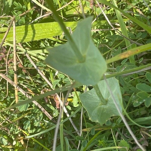 Blackstonia perfoliata Levél