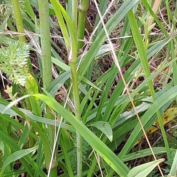 Viscaria vulgaris Leaf