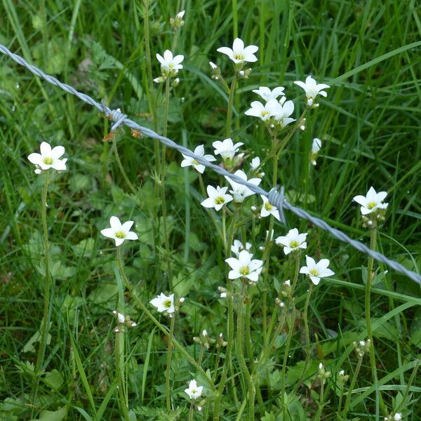 Saxifraga granulata 花