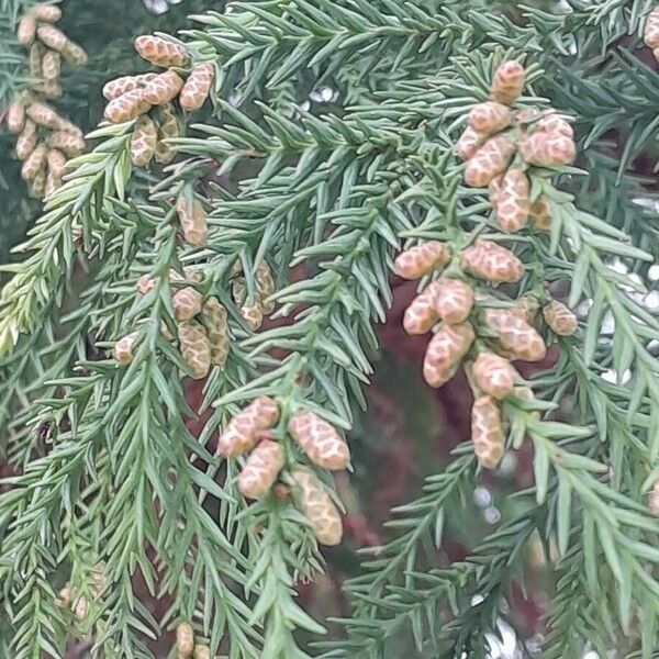 Cryptomeria japonica 叶