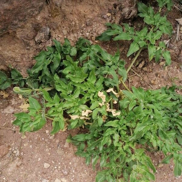 Opopanax chironium Blad