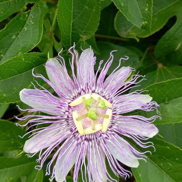 Passiflora incarnata Цветок