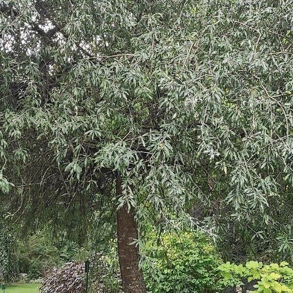 Pyrus salicifolia Tervik taim