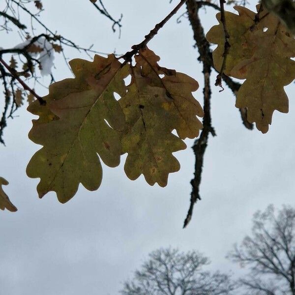 Quercus robur 葉