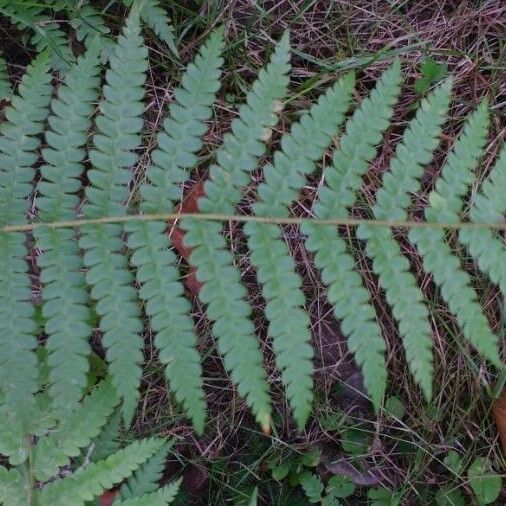 Osmundastrum cinnamomeum 葉