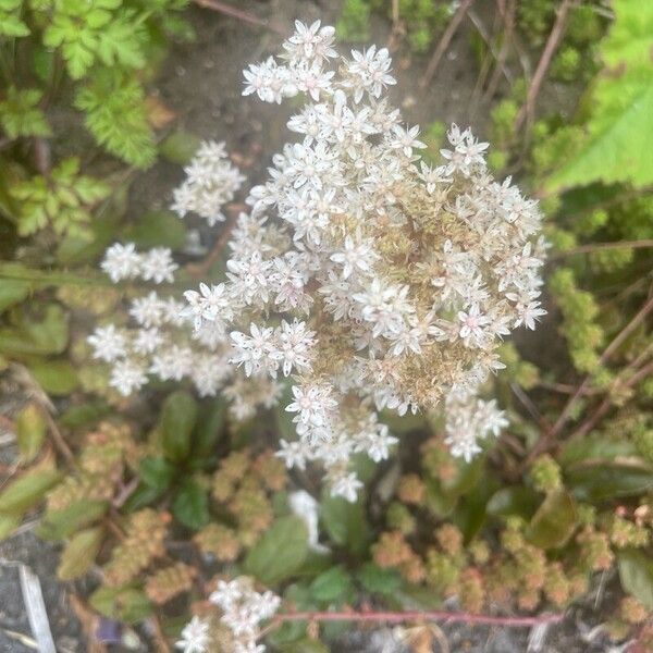 Sedum album Flower