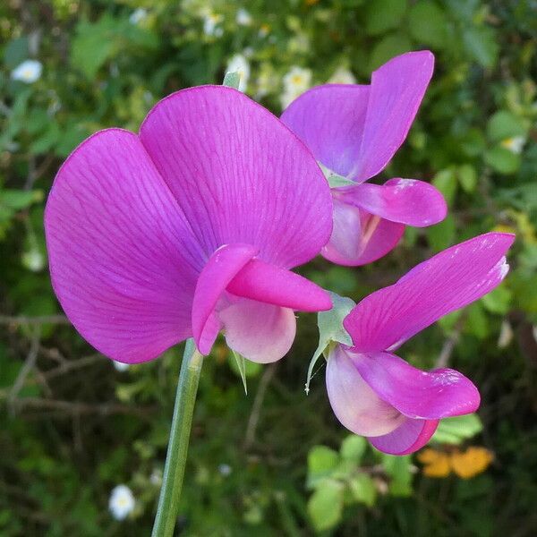 Lathyrus latifolius Çiçek