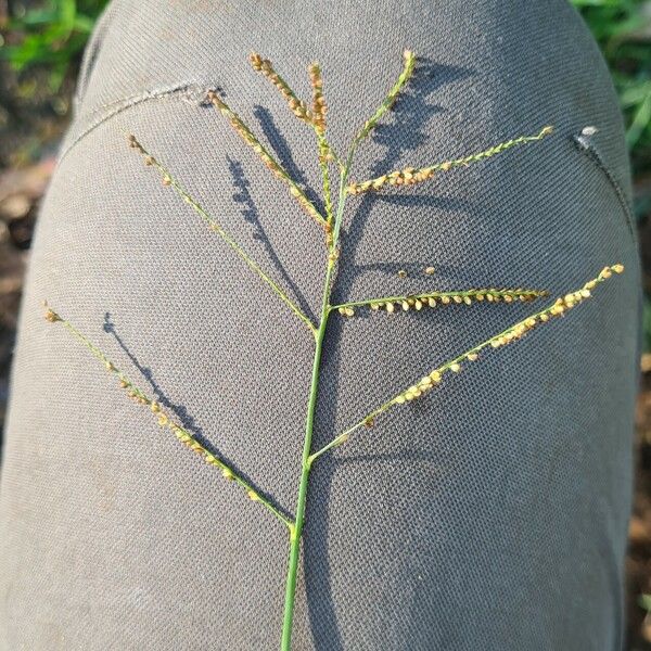 Paspalum paniculatum Blüte