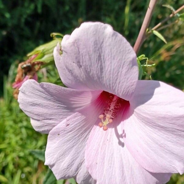 Hibiscus laevis Virág