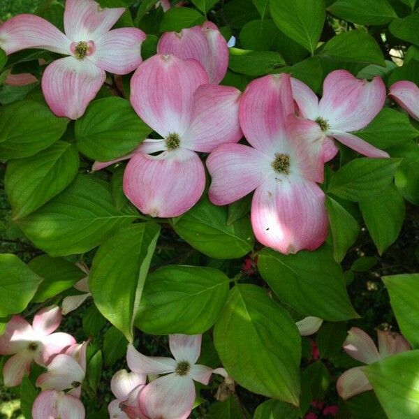 Cornus florida 花