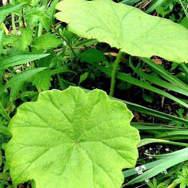 Astilboides tabularis पत्ता