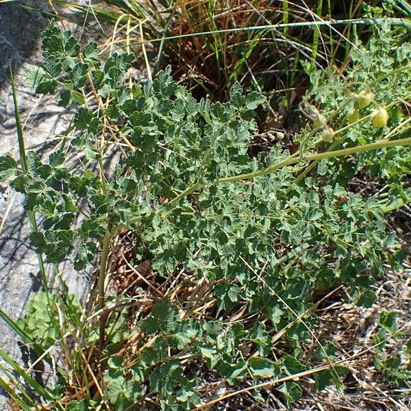 Thalictrum minus Habit