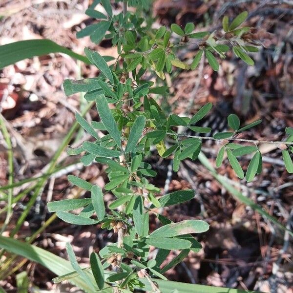 Lespedeza virginica Φύλλο