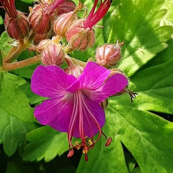 Geranium macrorrhizum Žiedas