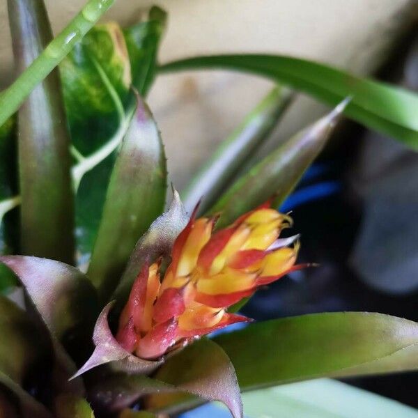 Aechmea nudicaulis Blodyn