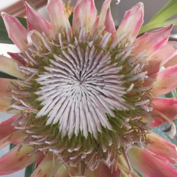 Protea cynaroides फूल