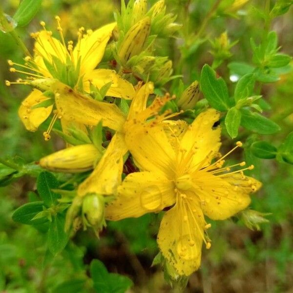 Hypericum perforatum ফুল